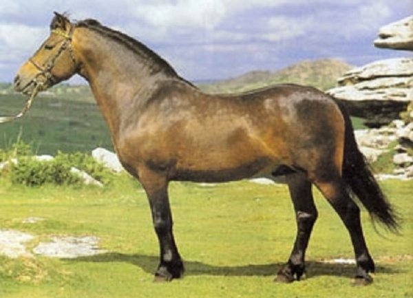 Дартмурский пони (3)