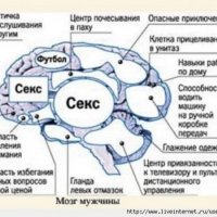 Мозг 4