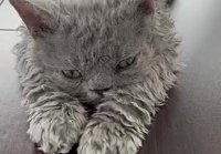 В Сети завирусился японский котёнок по кличке On породы селк