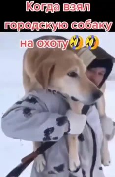 Собака на охоте (VIDEO 5.10.2024)