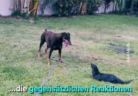 Dobermann und Otter: zwei unvermutete Spielkameraden