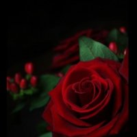 Roses In Dark