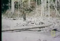 Bigfoot Sasquatch