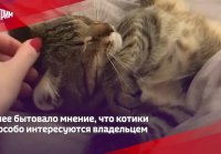 Как удивить котика: новые факты о домашних любимцах