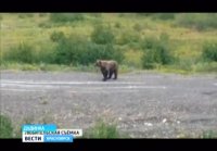 В окрестностях Дудинки заметили медведя