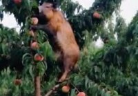 В Испании созрели персики... ...но этот фермер теряет 40