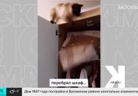 Видео котов, которые помогают хозяевам в уборке