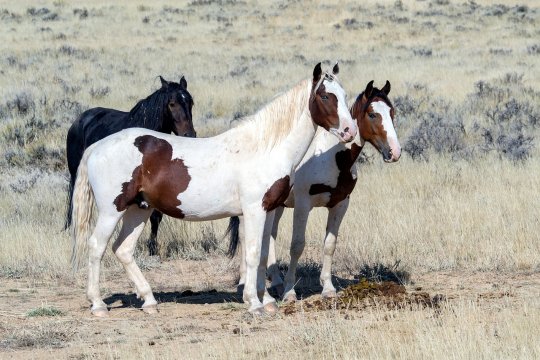 Wild-horses-1760582 1280