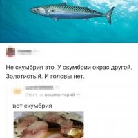 Скумбрия