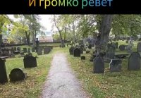 История про меведя и человека