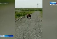 На трассу Дудинка-Алыкель вышел медведь