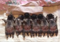 Line of sleeping puppies pugs