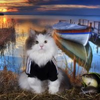 Depositphotos 75616885-stock-photo-cat-fishes-in-a-pond