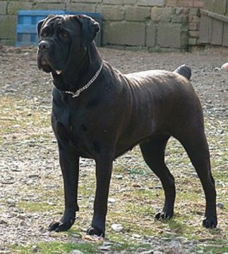 274px-Canecorso