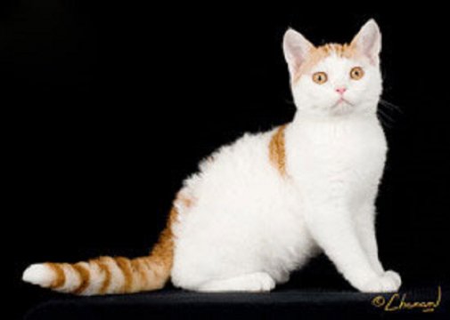 American wirehair