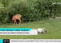 Охота кота на оленя попала в Сеть