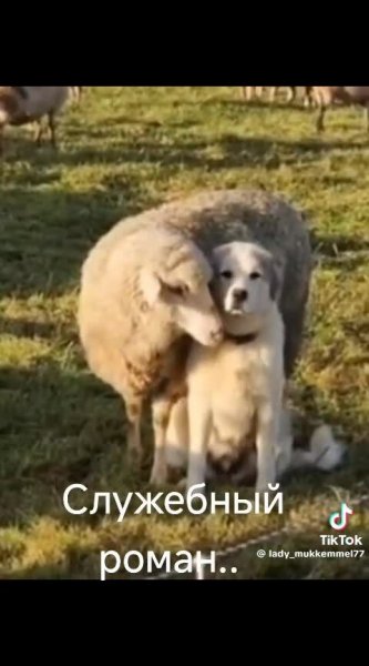 Это_любовь.mp4