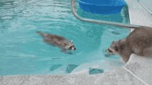 Raccoon-swim