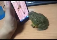 Жаба играет на Iphone