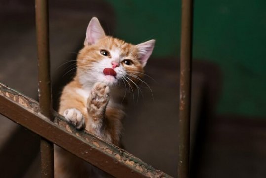 Homeless-ginger-kitten-entrance 573679-170