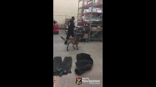 Полицейский пёс пытается привыкнуть к своим новым зимним боти