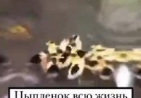 Утка усыновила цыпленка и вот что из этого получилось