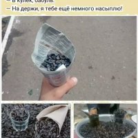 Семки в кульке))