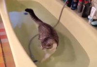 Katze badet ( 360 X 640 )