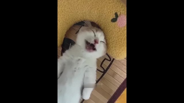 Funniest Cats and Kittens Funny Cat Videos Funniest Animal
