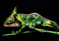 Chameleon - impressive creation - Fine A