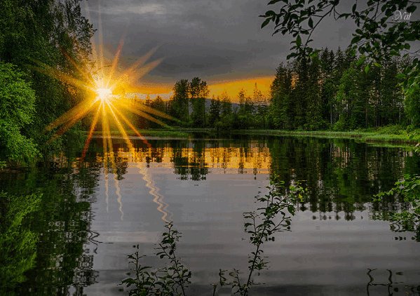 Лето Вечер Природа Солнце Закат Берег Деревья Вода