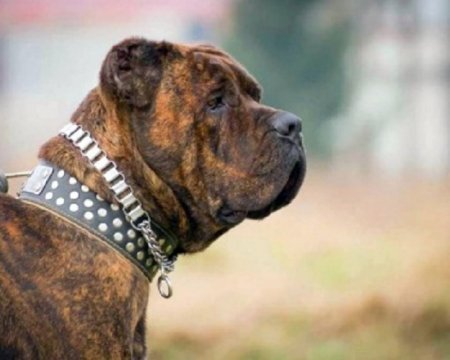 Amerikanskij-bandog