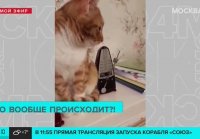 Москвичи показали кота, который участвует в детских занятиях