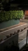 В Бразилии заметили процессию капибар Капибары живут и пут