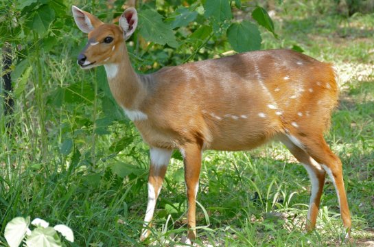 1681761831 animals-pibig-info-p-bushbok-antilopa-zhivotnie-o