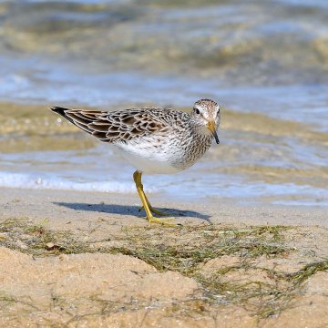 800px-Calidris melanotos -Cape May, New Jersey, USA-8