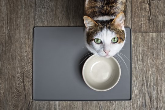 Cat-looking-empty-bowl