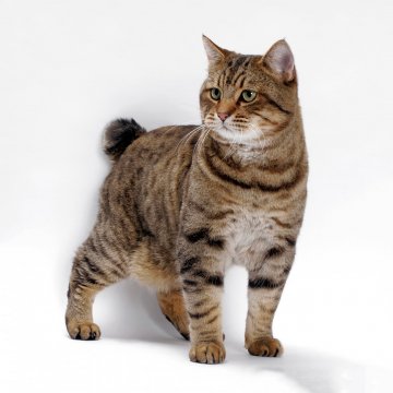 American bobtail-2