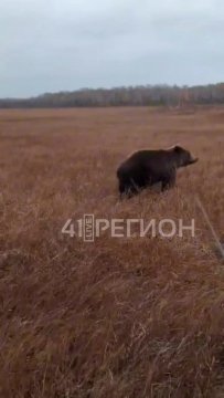 На Камчатке мужики встретили дикого медведя, но все обошлось