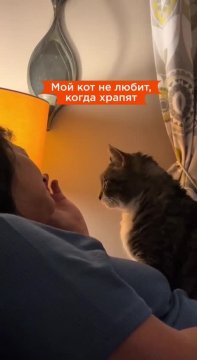 Как мы тебя понимаем, котик!