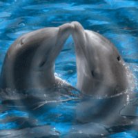 23 июля- день дельфинов и китов