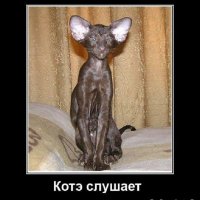 Котэ слушает