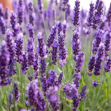 Lavanda