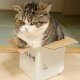 Maru the cat 3188629b