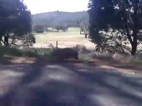 Wombat running