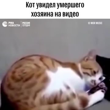 Кот увидел умершего хозяина на видео