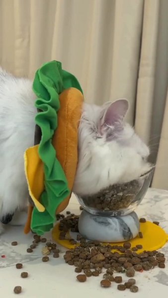 Cute_#cats_#catfood_#catlovers_#petcare_#catfriends_#fyp.mp4