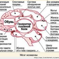 Мозг Женщины