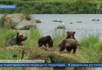 Na Kamchatke prohodit uchet buryh medvedey