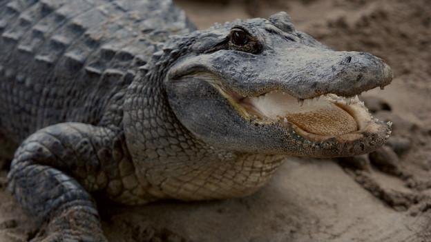 160406110123 alligator everglades florida 624x351 getty nocr